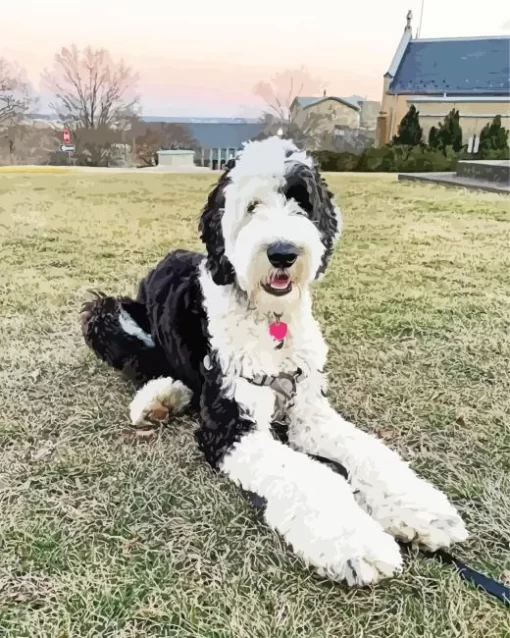 Black And White Sheepadoodle Paint by Number