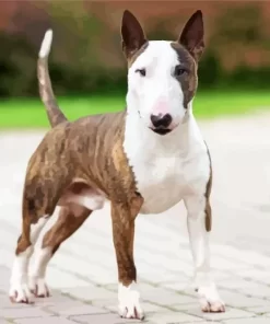 Brown Bull Terrier At Beach Paint by Number