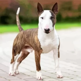 Brown Bull Terrier At Beach Paint by Number