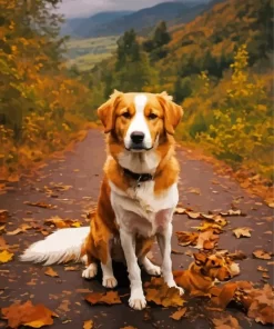 Brown And White Australian Shepherd Paint by Number