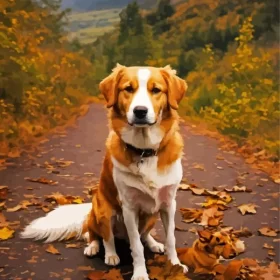 Brown And White Australian Shepherd Paint by Number