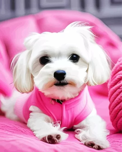 Cute Maltese Puppy Paint by Number