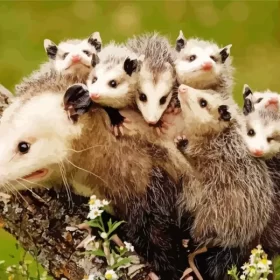 Opossums Animals Paint by Number