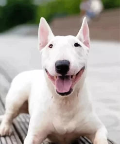 White Bull Terrier Puppy Paint by Number