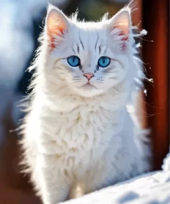 White Himalayan Cat Paint by Number