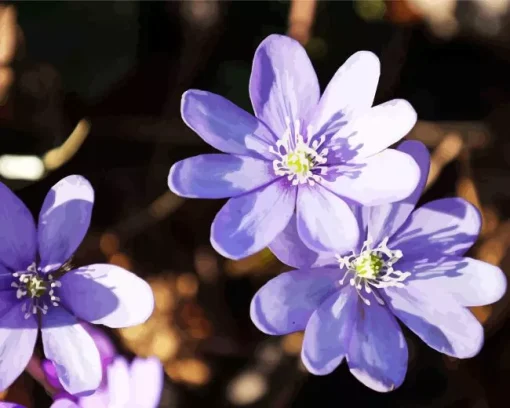 Hepatica Flowers In Sunlight Paint by Numbers
