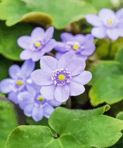 Hepatica Flowers Paint by Numbers