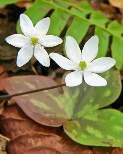 Sharp Lobed Hepatica Paint by Numbers