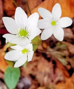 White Sharp Lobed Hepatica Paint by Numbers