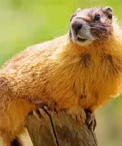 Catching a Marmot on the Tomten Farm Paint by Numbers