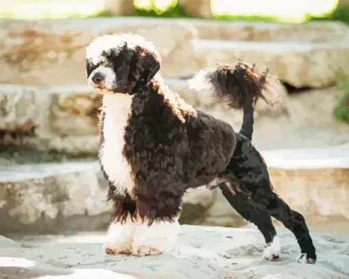 Black Portuguese Water Dog Paint by Numbers